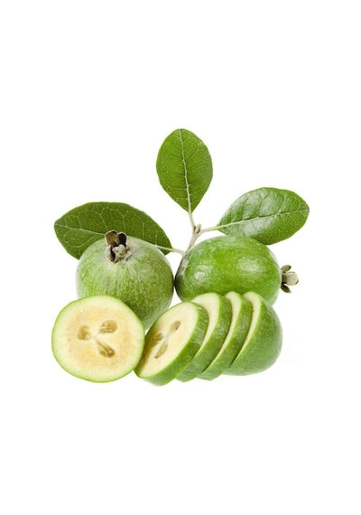 Tüplü Kaymak Ağacı-Feijoa Fidanı