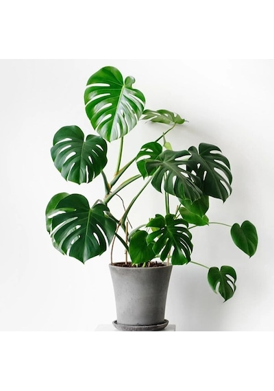 Deve Tabanı Bitkisi 70-80 Cm Monstera Deliciosa