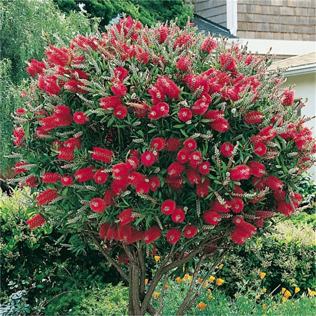 Kırmızı Fırça Çalısı Fidanı 30-60 Cm