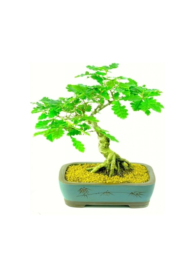 Nadir Ithal Meşe Bonzai Ağacı Tohumu 3 Tohum Bonsai Tohumu