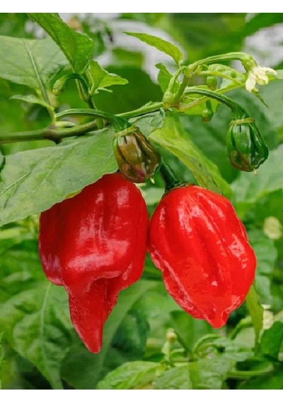 Carolina Reaper Pepper / 2,5 Milyon Scoville - Gerçek Taze Acı Biber