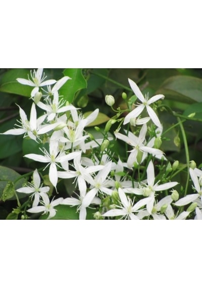 10+ Adet Clematis Çiçeği Tohumu Muhteşem Kokulu