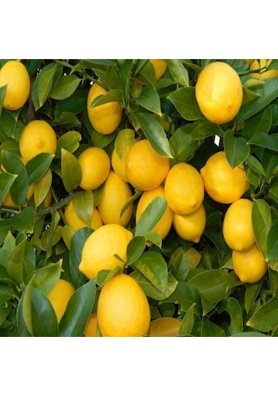 Tüplü İri Meyveli Yediveren Limon Fidanı
