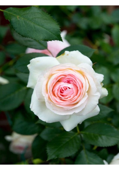 Avantajlı Kokulu Pembe Gül Yediveren 1 Adet Saksılı 50-70cm Aşılı Gül Pink Rose
