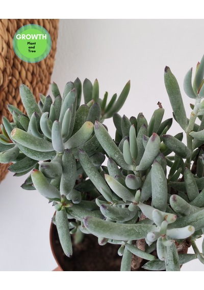 Cotyledon Orbiculata Sukulent 1 Adet
