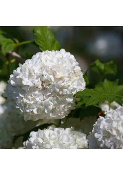 Çınar Kartopu Çiçeği Beyaz Renkli 40 60 Cm 1 Adet Dış Mekan Bitkisi Viburnum Opulus