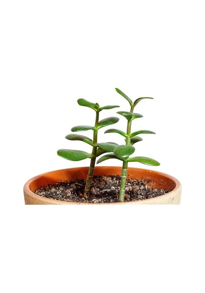 Crassula Ovata, Şans Para Ağacı Fidanı 10-20 Cm
