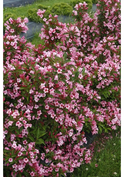 Pembe Erguvan Fidanı - 40-50 Cm, Renkli Bahçe Ağaç Fidanı