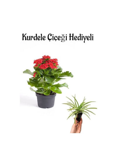 Hediyelik Kırmızı Renk Kalanşo Kalanchoe Çiçeği Sevgililer Gününe Özel Kurdele Çiçeği Hediyeli