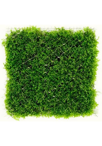 Mini Pellia Moss Yeni Sarım Canlı Bitki 5x5 Cm