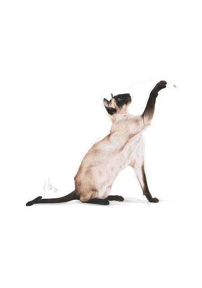 Royal Canin Siamese 38 Yetişkin Kedi Maması 2 KG