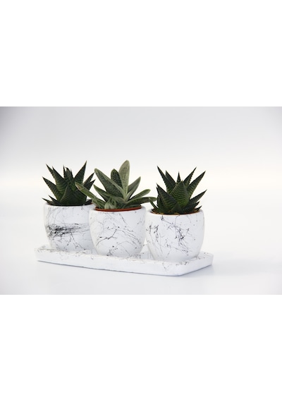 Trio Beyaz Sukulent Seti - Haworthia. Gasteria Obliqua
