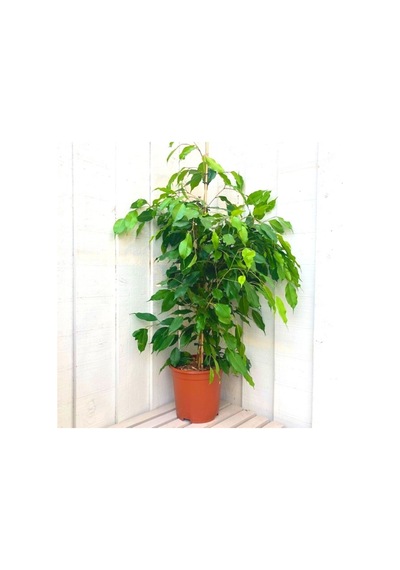 Benjamin - Ficus Benjamina 90 Cm 2 Adet