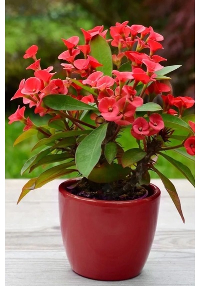 İç Mekan Euphorbia Kırmızı Mini Boy 5.5cm Saksıda