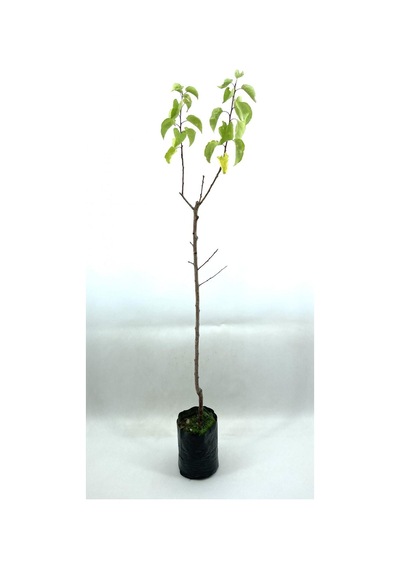 Kayısı Şekerpare Fidanı 2 Yaş 70-80 Cm