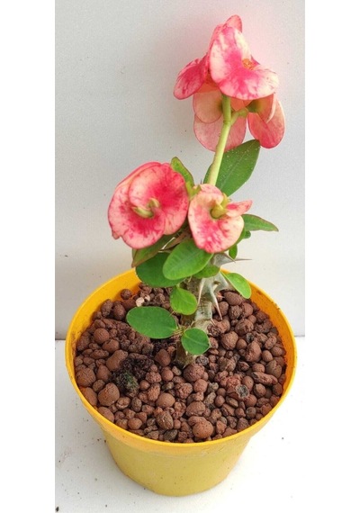 Pembe Alacalı Milli Dikenler Tacı 1 Adet Saksılı 25-45 Cm Euphorbia