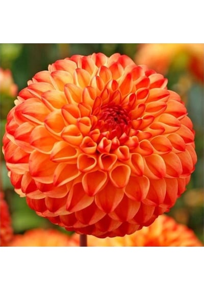 Dahlia Çiçeği Tohumu Ekim Seti 5 Tohum + Saksı+Toprak+