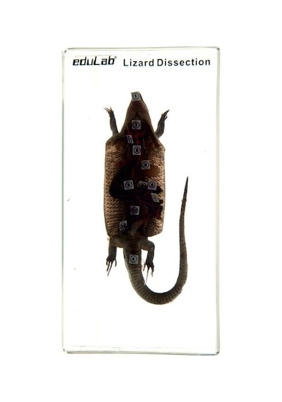 Kertenkele Kesiti