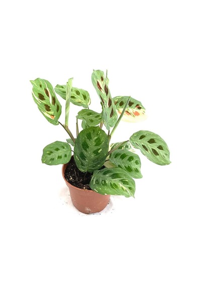 Dua Çiçeği  (Maranta Kerchoveana)  20 cm