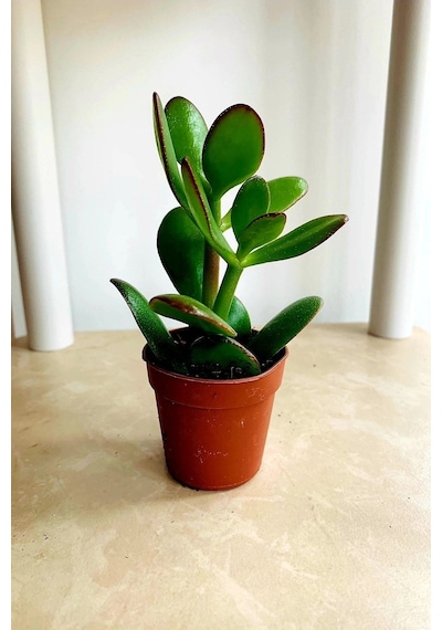 Para Çiçeği 15 - 20 Mini Cm Crassula Ovata Para Ağacı