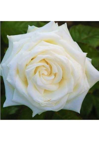 Vanilya Beyazı Gül Fidanı 15-25 Cm