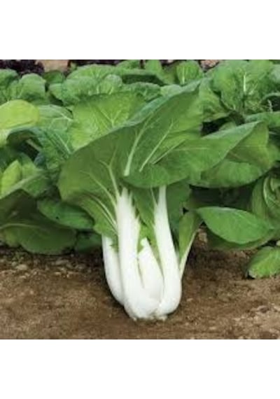 Nadir İthal Çin Lahanası Baby Pak Choi Tohumu Lahana Tohumu