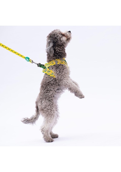 Pawstar L16 Cactus Sevk Kayışı Çok Renkli