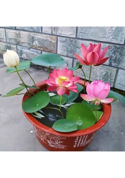 5 Adet Tohum Nadir Bulunan Karışık Tayland Lotus Çiçeği Tohumu
