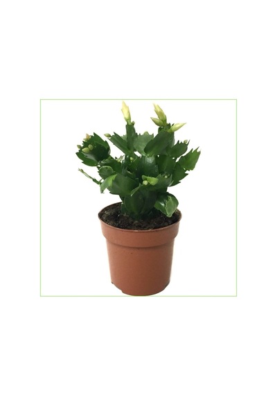 Serada Decor & Plant Yılbaşı Çiçeği Canlı