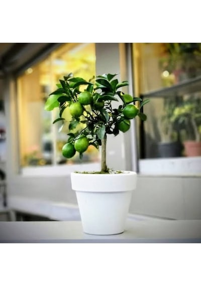 Ev İçin Saksılı Limon Ağacı Yediveren