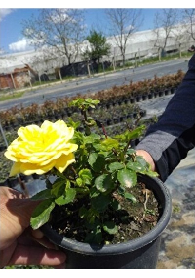 Yellow Sarı Gül Fidanı 2 Adet 10-20 Cm
