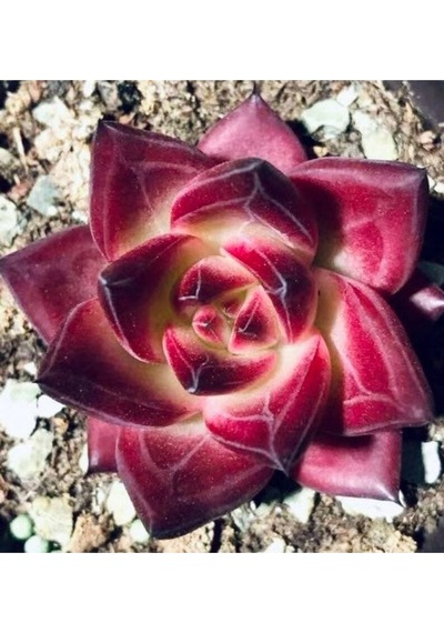 10 Adet Echeveria Rubin Succulent Tohumu