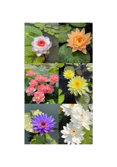15 Adet Lotus Çiçeği Tohumu Nilüfer Çiçeği Karışık Renkli Orjinal Lotus Su Ve Toprakta Yetişir
