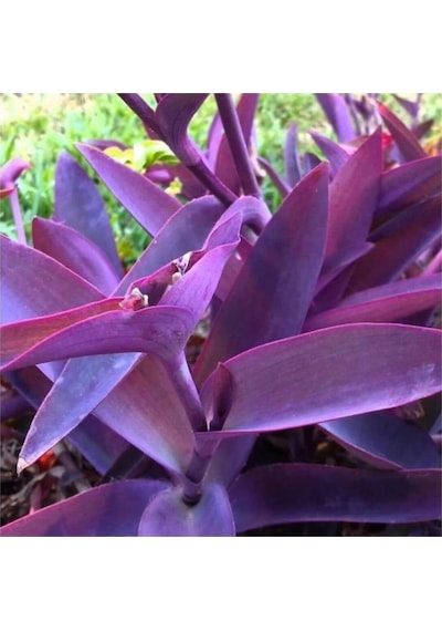 Bitkim Sende Saksılı Mor Telgraf Karasevda Çiçeği 10-20 Cm Tradescantia Canlı