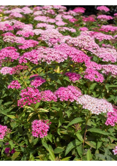 Videolu Ispirya Çiçeği 40 60 Cm 3 Adet Saksılı Çiçekli Bodru Bitki Spiraea Vanhouttei