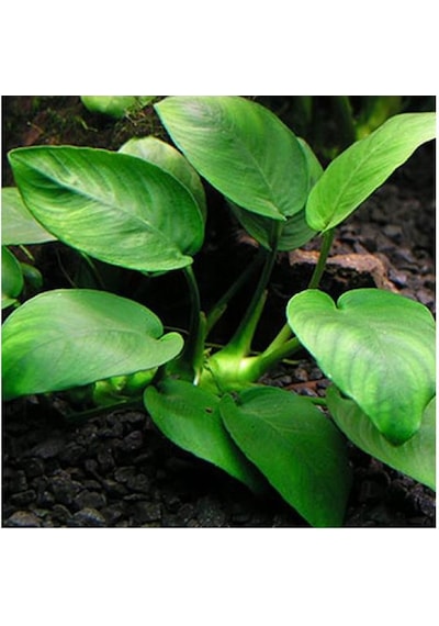 Anubias Barteri Var. Nana 1 Ad L233