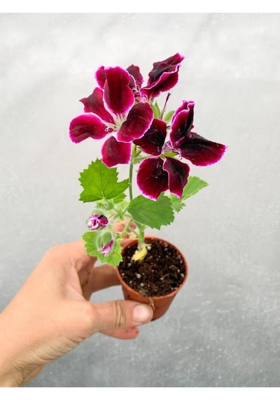Sardunya Çiçeği Fidanı Bordo 10-20 Cm Canan Ceylan Gözü