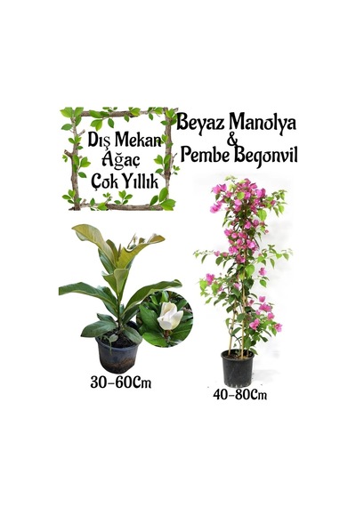 Kokulu Manolya Ağacı 1 Adet Saksılı+pembe Begonvil 1 Adet Saksılı Bahçe Seti