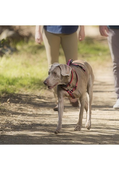 Köpek Koşum Takımı, 3m Reflektör Şeritli Ve Yumuşak Neopren Dolgulu Sap, X-küçük, Mor