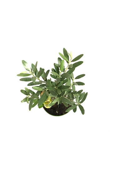 Olea Europaea (Zeytin Fidanı) Ø12 CM Y20-25 CM