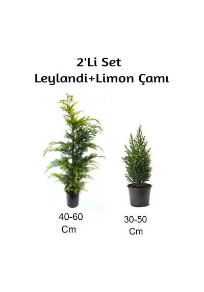 Leylandi+ Limon Çamı 2'li Set Dış Mekan Bitkisi