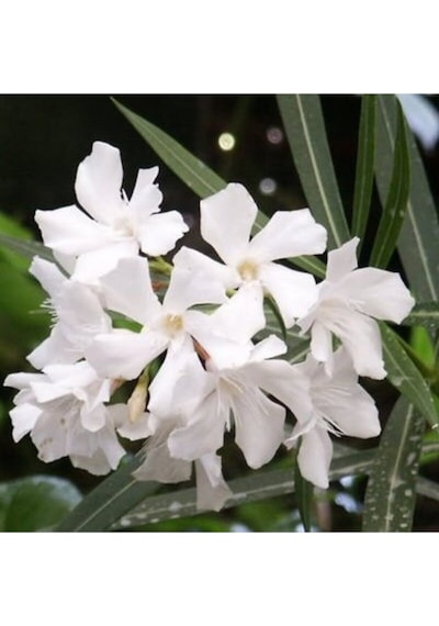 Beyaz Zakkum Çiçeği 40-70 Cm Saksılı Çiçekli Bodur Bitkiler White Oleander