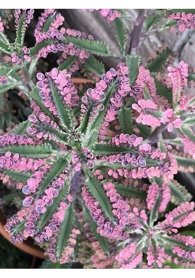 Serada Decor Plant Pembe Aşkın Gözyaşı Kaktüs Ve Sukulent Pink Butterflies Kalanchoe 5.5 Saksı