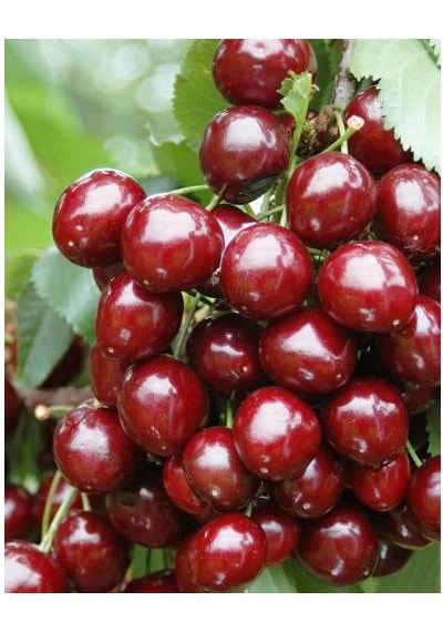 Stella Kiraz Fidanı Aşılı - 2 Yaş Tüplü 80-100 Cm