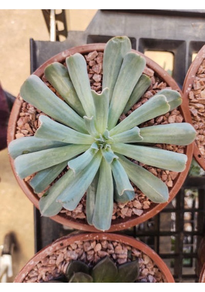Videolu Sukulent Echeveria Runyonii Topsy Turvy Bitkisi 1 Adet Saksılı 5-10cm Salon Bitkisi