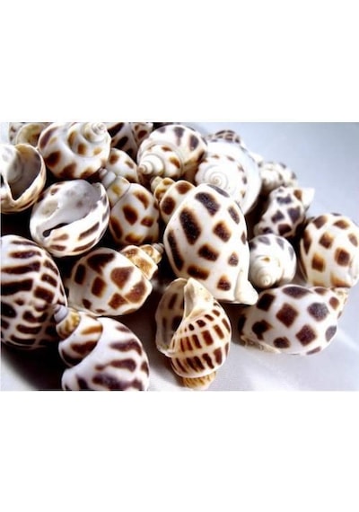 %100 NATUREL DOĞAL GERÇEK DENİZ KABUĞU 500 Gram -MMM4764
