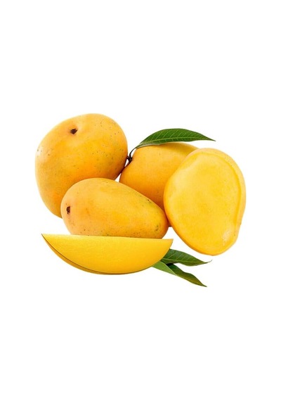 Aşılı Alphonso Mango Fidanı - 2 Yaş - Tüplü 60-70 Cm - Saksıda Yetişmeye Uygun Dünyanın En Tatlı Mangosu