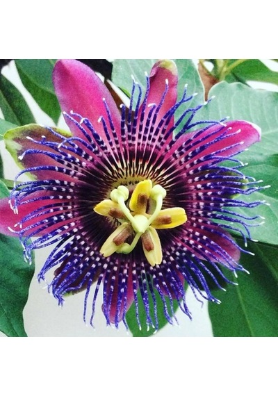 Quadrangularis Passiflora Tohumu Ekim Seti 3 Tohum +Saksı +Toprak