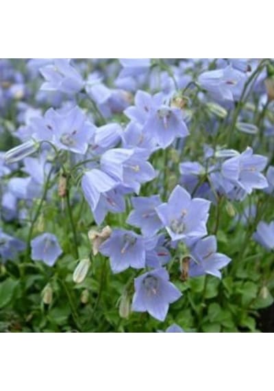 Light Blue Campanula Çan Çiçeği Tohumu 100 Tohum
