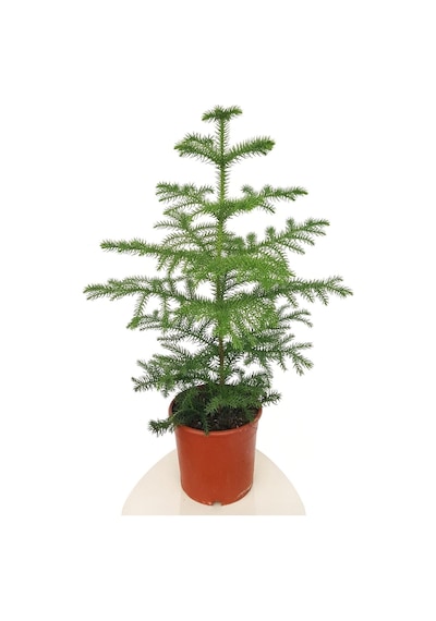 Gerçek Yılbaşı Ağacı Arokarya Araucaria 60-70 Cm Ev Bitkisi Ofis Bitkisi Salon Çamı